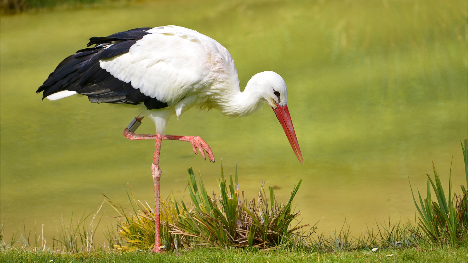 Erneut Verdacht der Geflügelpest bei einem Storch in Beverungen